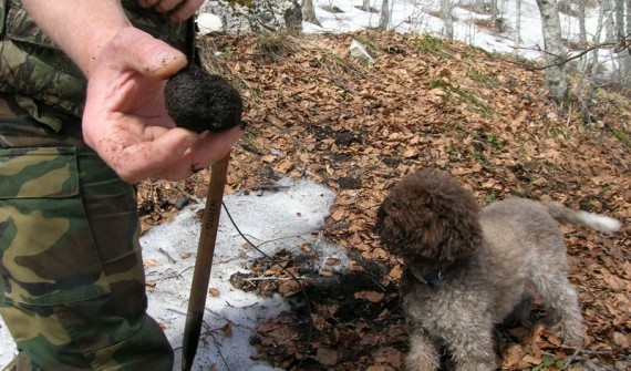 lagotto_big